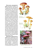 Цезарь и его мухомор (истории из жизни грибов) — фото, картинка — 6