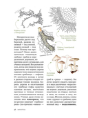 Цезарь и его мухомор (истории из жизни грибов) — фото, картинка — 7