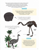 Камни и кости. Окаменелости и истории, которые они рассказывают — фото, картинка — 2