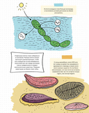 Камни и кости. Окаменелости и истории, которые они рассказывают — фото, картинка — 16