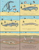 Камни и кости. Окаменелости и истории, которые они рассказывают — фото, картинка — 10