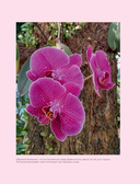 Великолепные орхидеи. Практичное руководство по уходу для начинающих — фото, картинка — 14