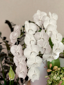 Великолепные орхидеи. Практичное руководство по уходу для начинающих — фото, картинка — 5