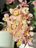 Великолепные орхидеи. Практичное руководство по уходу для начинающих — фото, картинка — 7