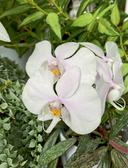 Великолепные орхидеи. Практичное руководство по уходу для начинающих — фото, картинка — 9