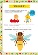 Насекомые — фото, картинка — 7