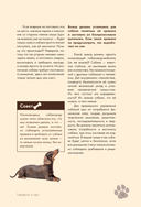 Дрессировка и воспитание собаки — фото, картинка — 13