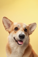 Дрессировка и воспитание собаки — фото, картинка — 5