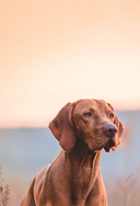 Дрессировка и воспитание собаки — фото, картинка — 6