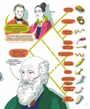 Мир биолога Мечникова. Как разглядеть в микроскоп целый мир — фото, картинка — 8