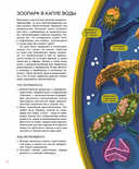 Мир биолога Мечникова. Как разглядеть в микроскоп целый мир — фото, картинка — 9