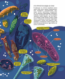 Мир биолога Мечникова. Как разглядеть в микроскоп целый мир — фото, картинка — 10