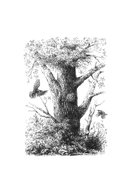 Мудрость леса. В поисках материнского древа и таинственной связи всего живого — фото, картинка — 4