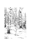 Мудрость леса. В поисках материнского древа и таинственной связи всего живого — фото, картинка — 6