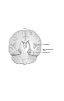 Мозг и Деньги — фото, картинка — 7
