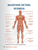 Анатомия стретчинга с дополненной реальностью — фото, картинка — 12