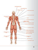 Анатомия стретчинга с дополненной реальностью — фото, картинка — 13