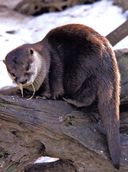 Энциклопедия. Красная книга России — фото, картинка — 3