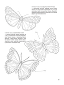 Бабочки и другие насекомые. Атлас-раскраска — фото, картинка — 12