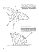 Бабочки и другие насекомые. Атлас-раскраска — фото, картинка — 13