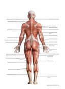 Анатомия растяжки и 100 базовых упражнений — фото, картинка — 6
