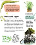 Подводный мир — фото, картинка — 22