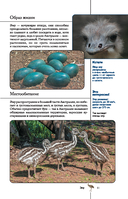 Птицы. Иллюстрированный гид — фото, картинка — 11