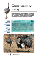 Птицы. Иллюстрированный гид — фото, картинка — 12