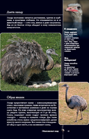 Птицы. Иллюстрированный гид — фото, картинка — 13