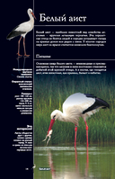 Птицы. Иллюстрированный гид — фото, картинка — 14
