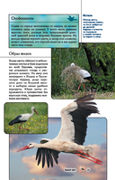 Птицы. Иллюстрированный гид — фото, картинка — 15