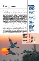 Птицы. Иллюстрированный гид — фото, картинка — 3