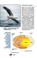 Птицы. Иллюстрированный гид — фото, картинка — 4