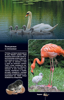 Птицы. Иллюстрированный гид — фото, картинка — 5