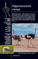 Птицы. Иллюстрированный гид — фото, картинка — 6