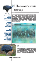 Птицы. Иллюстрированный гид — фото, картинка — 8