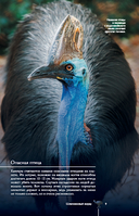 Птицы. Иллюстрированный гид — фото, картинка — 9