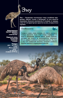 Птицы. Иллюстрированный гид — фото, картинка — 10