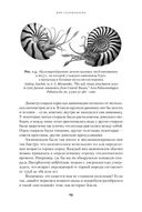 Осьминоги, каракатицы, адские вампиры: 500 миллионов лет истории головоногих моллюсков — фото, картинка — 22