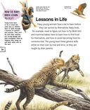 Детёныши животных — фото, картинка — 20