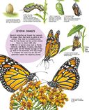 Детёныши животных — фото, картинка — 29