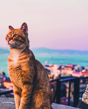 Кухня турецких сериалов. Чок леззетли! — фото, картинка — 4