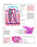 Анатомический атлас. Основы строения и физиологии человека — фото, картинка — 8