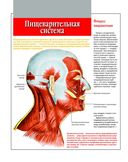Анатомический атлас. Основы строения и физиологии человека — фото, картинка — 6