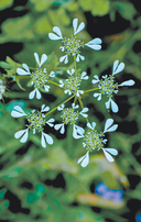 Растения любви — фото, картинка — 8