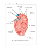 Атлас анатомии человека. Сердечно-сосудистая система — фото, картинка — 6
