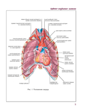 Атлас анатомии человека. Сердечно-сосудистая система — фото, картинка — 5