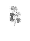 Девчонки, я приехал! — фото, картинка — 1