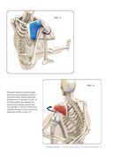 Анатомия прогибаний и скручиваний — фото, картинка — 10