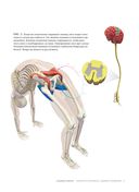 Анатомия прогибаний и скручиваний — фото, картинка — 8